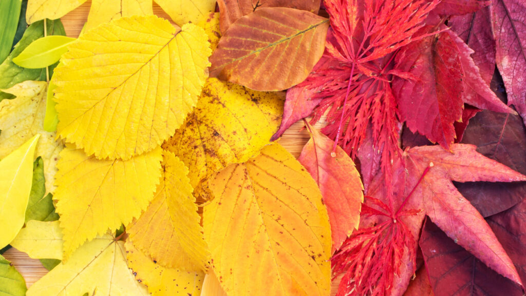 Rainbow of colorful autumnal leaves, panorama