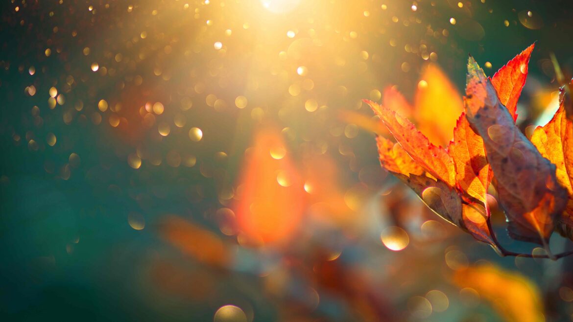 Autumn colorful bright leaves swinging in a tree in autumnal park. Autumn colorful background, fall backdrop