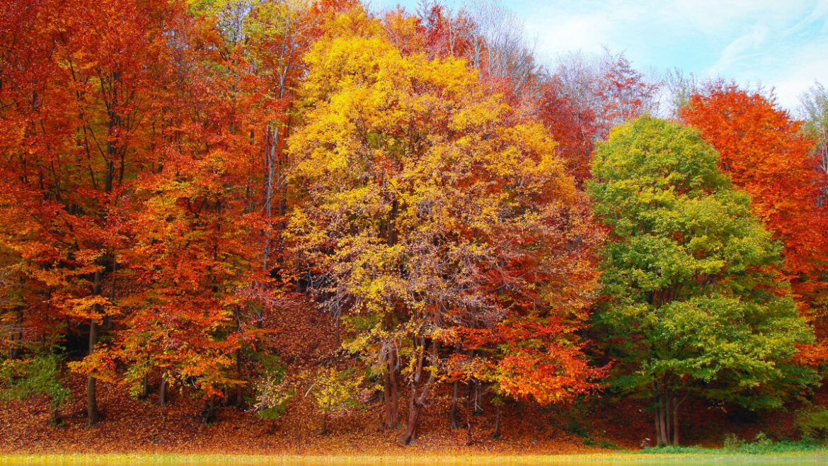 Fall Trees