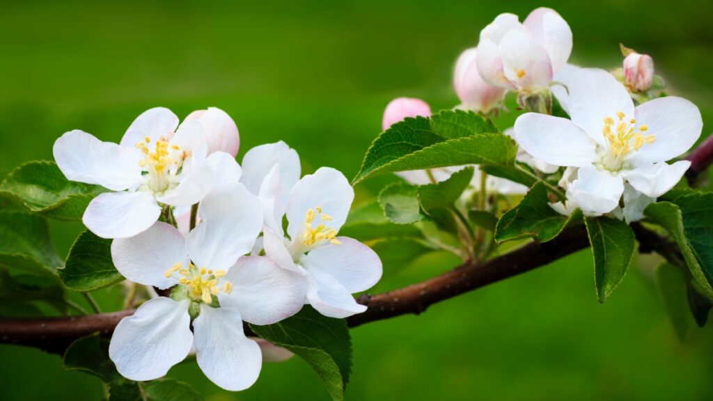 apple blossoms