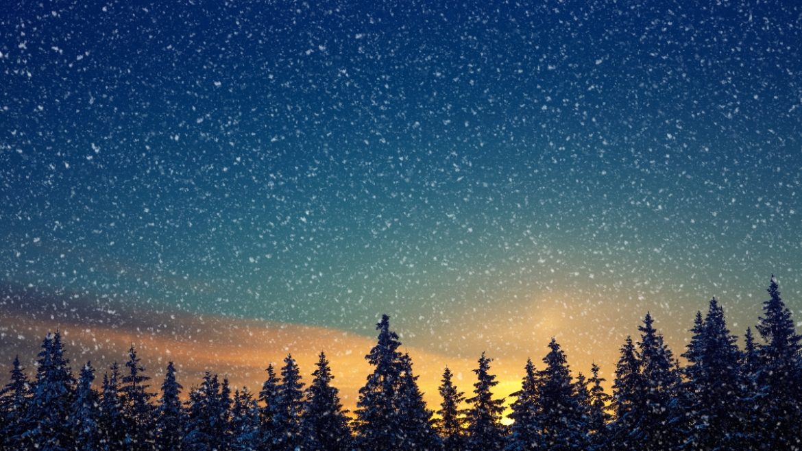 winter trees starry sky